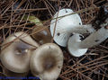Hygrophorus agathosmus